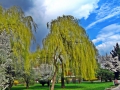 Imagini Parcul Dacia | Galerie Foto Baia Mare
